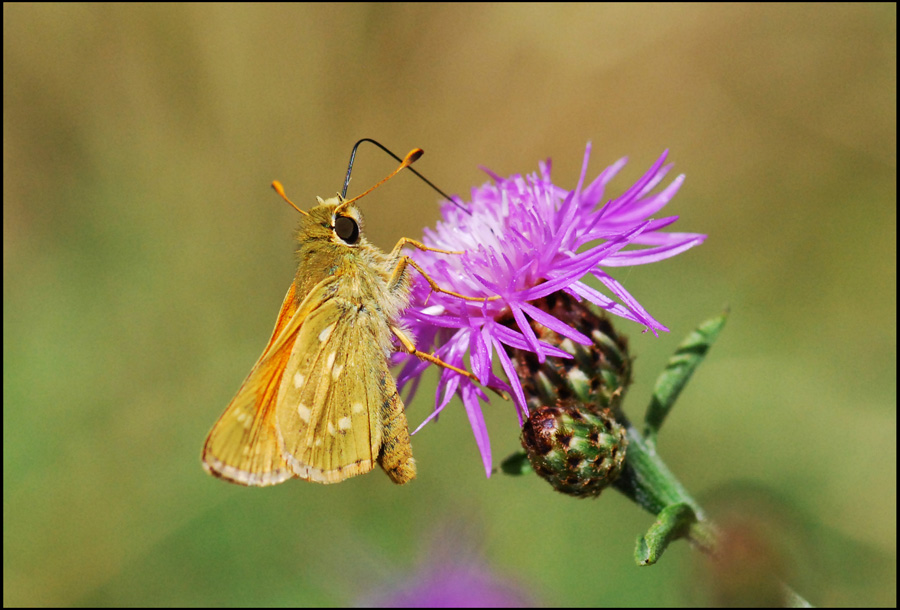 esperide da ident  3